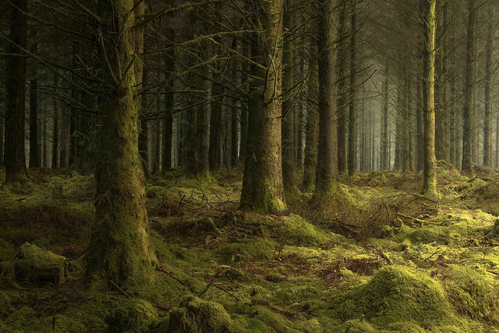 Mossy pine.jpg