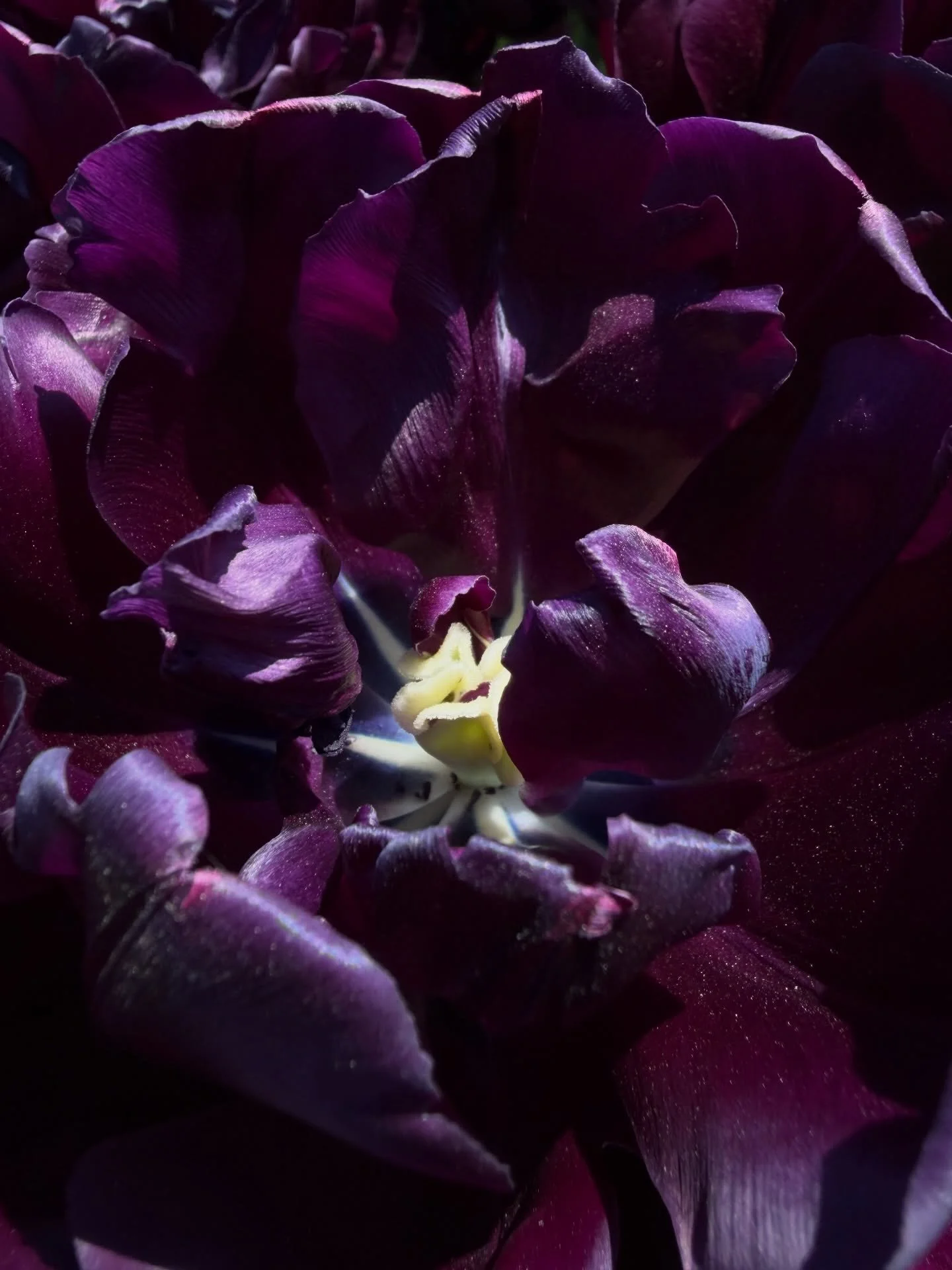 Soothing my nervous system in the springtime blooms. The mystery and magnificence of every tiny detail is pure pleasure. Peeking into the delicate existence of every flower is a potent medicine, an antidote🌷 #medicine