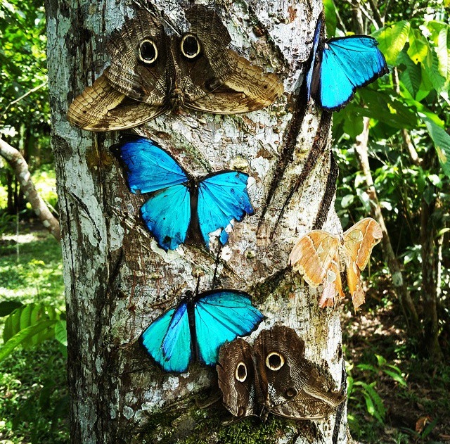 Jungle Butterfly Farm - Peru