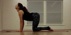 Cow - Bitilasana