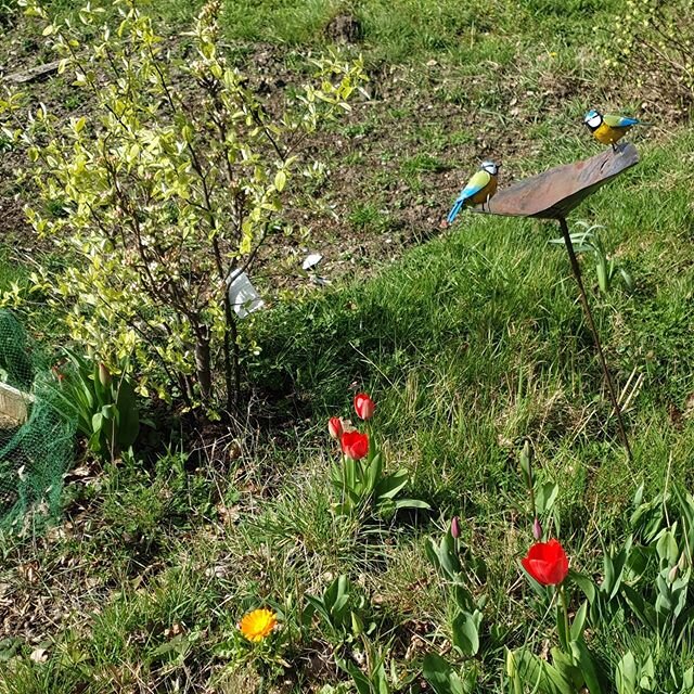Spring is here ❤Happy Equinox 🌞
Tulips 🌷Marigolds 🏵 pear tree blossom 🍐and a great pair of tits 🙈💗 #springiscoming #Equinox #allotmentlife #allotmentlove 🕉
