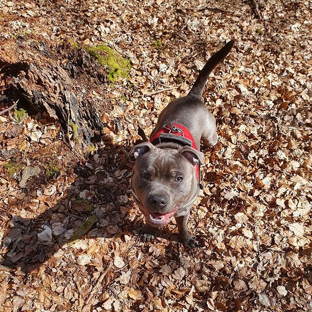 Happy beast 🐶

#walkies #littlebluestaffy #staffordshirebullterrier ❤