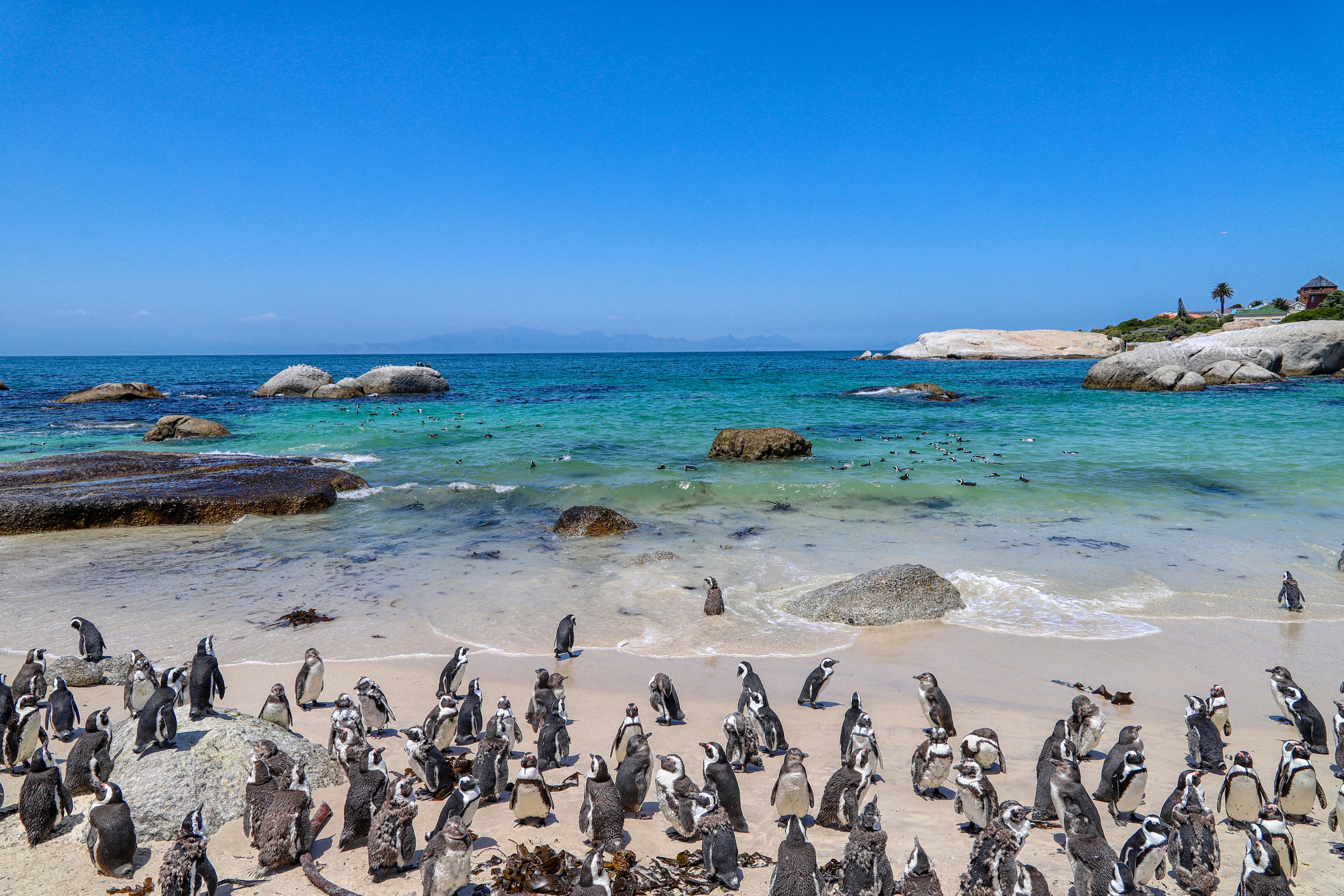 Boulders Penguin Colony, South Africa