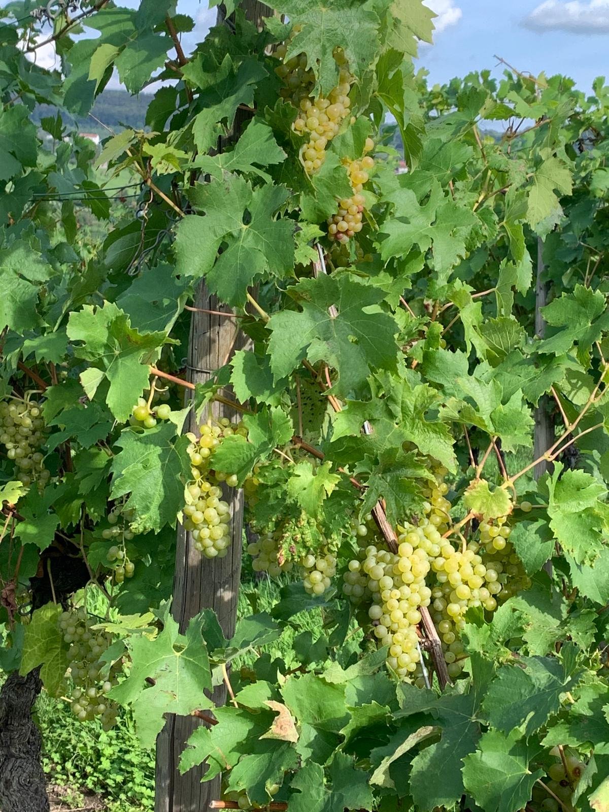 Grapes Schengen Sep 2023.jpeg
