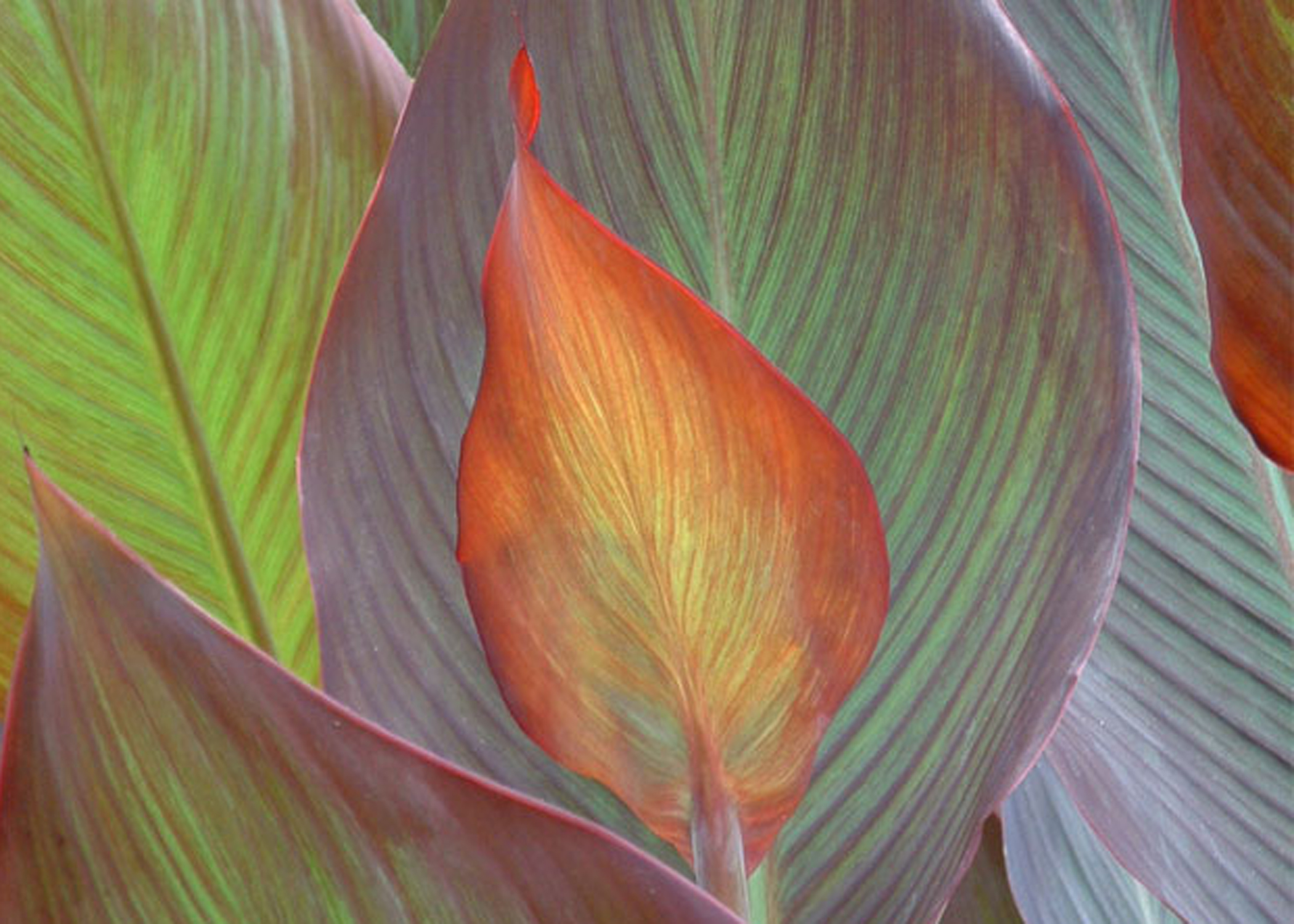 leaves