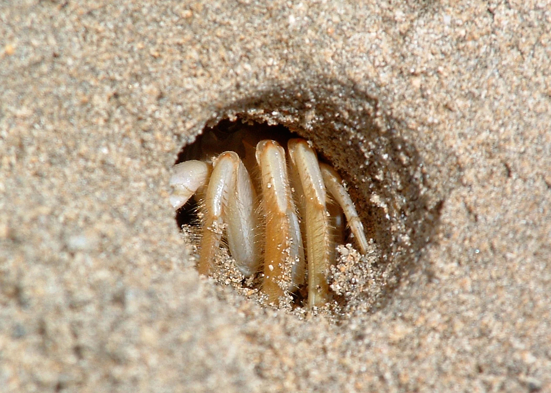 crab at home