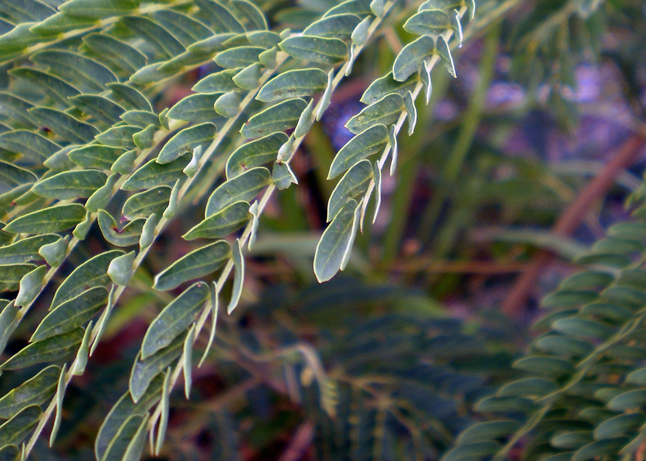 caribbean foliage