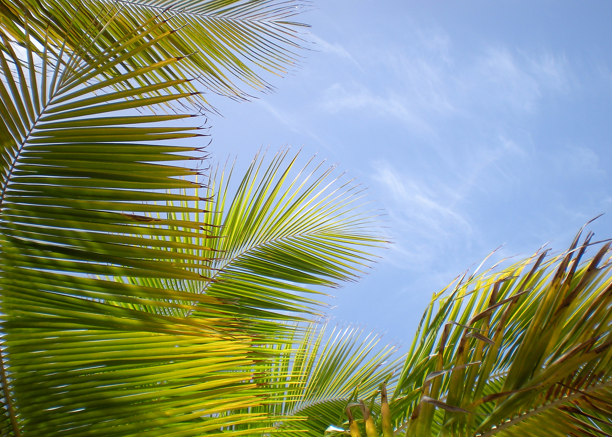 sun & palms