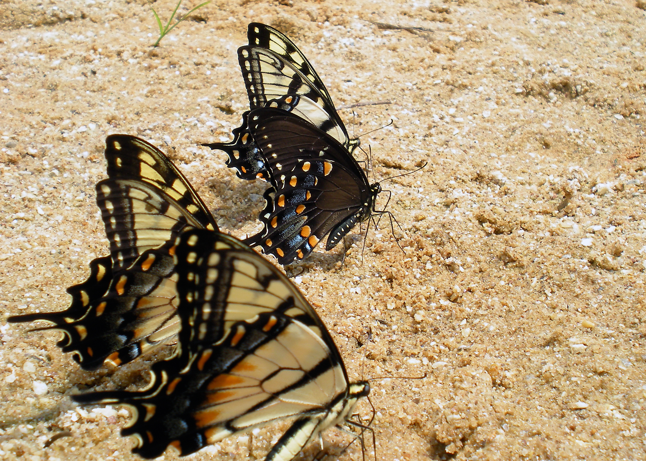 virginia butterflies