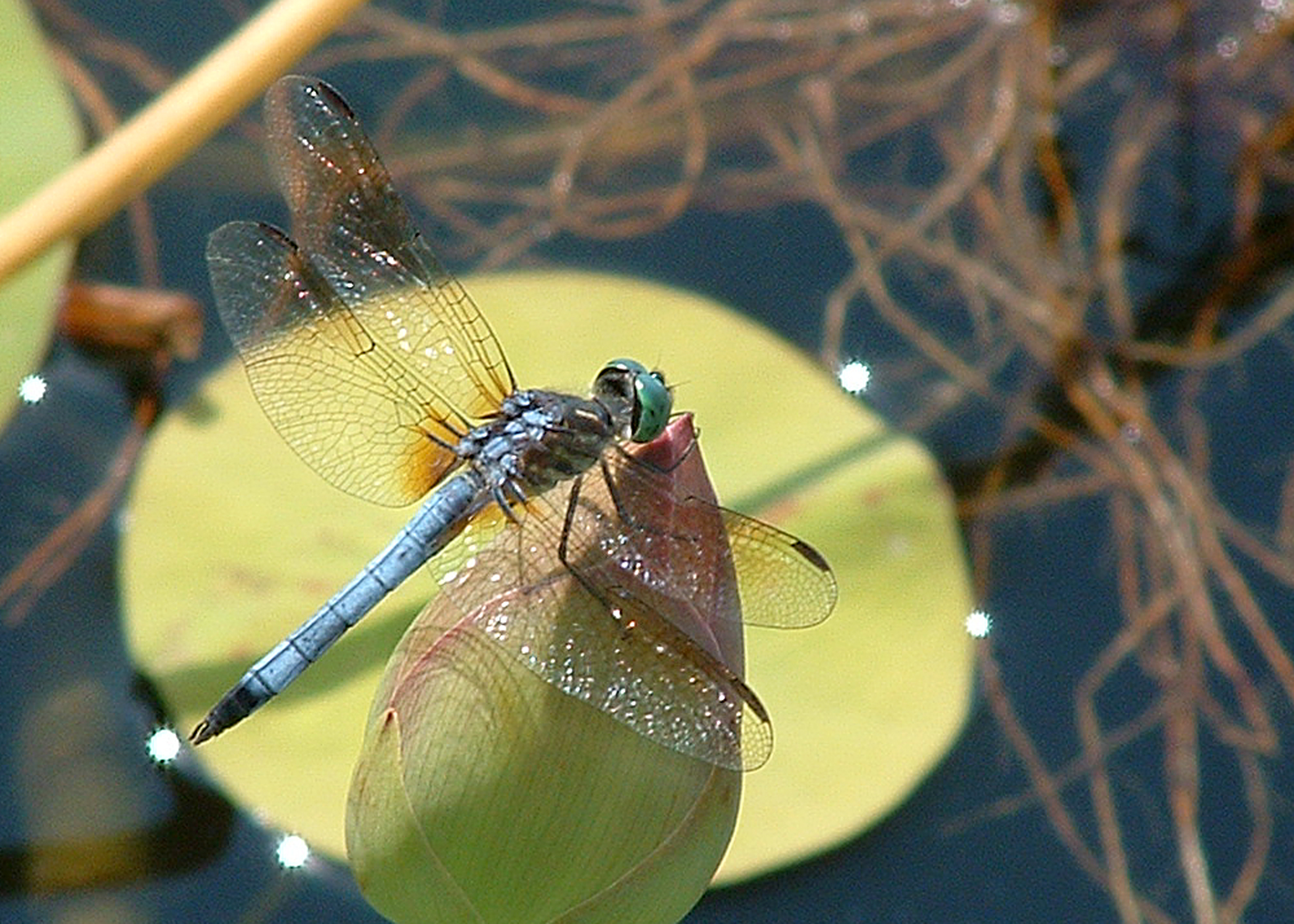 dragonfly