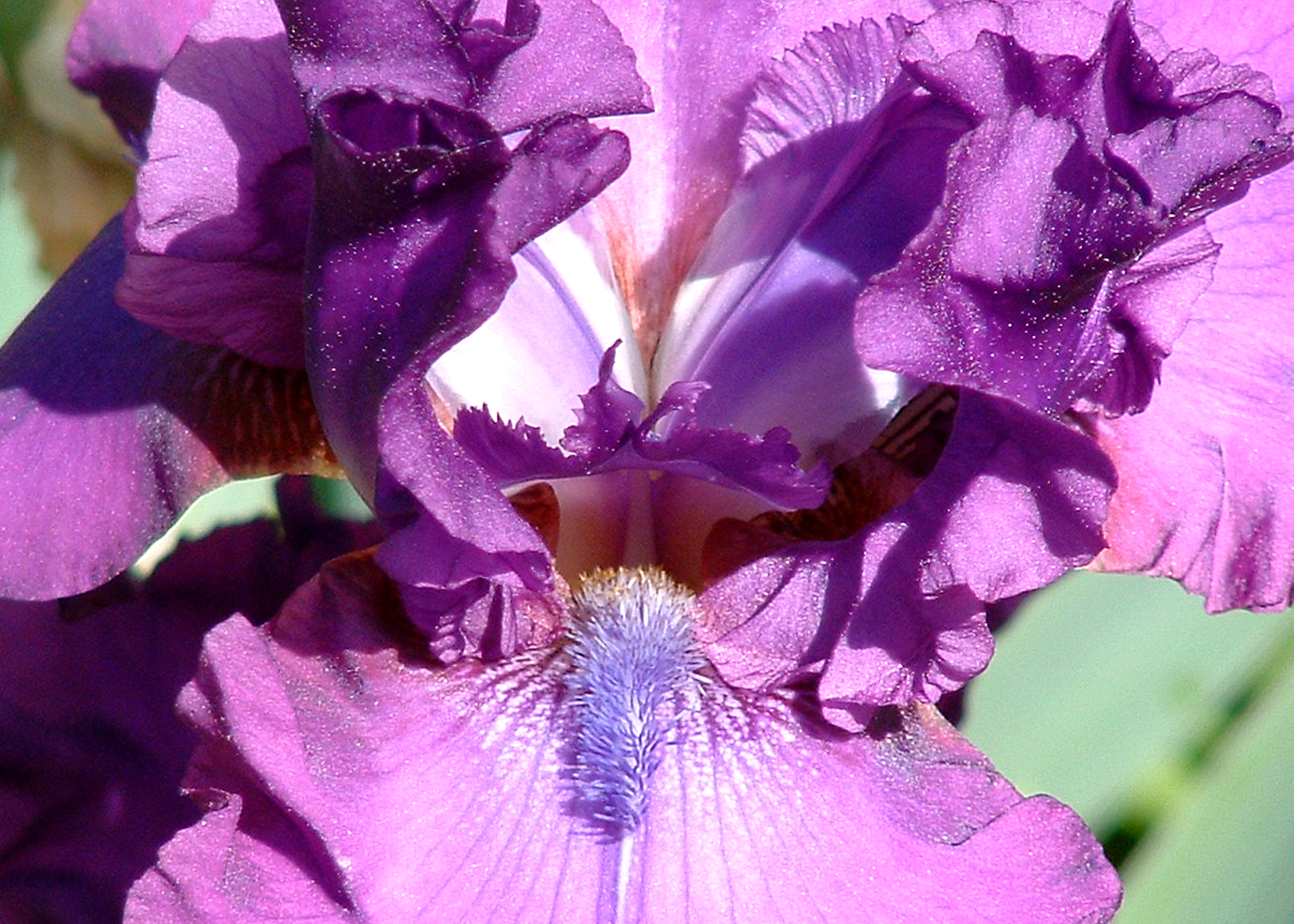 iris