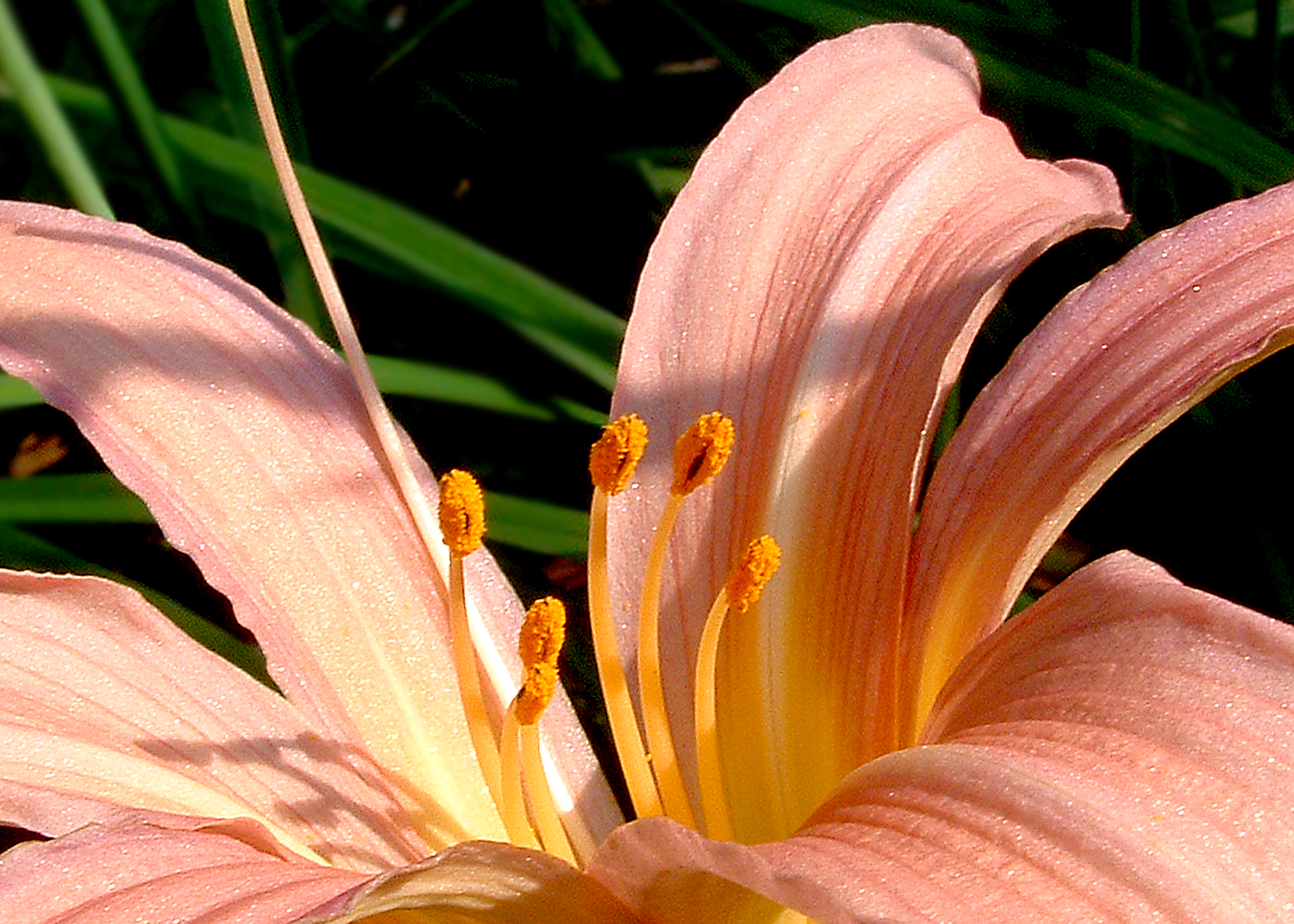 sunset lily