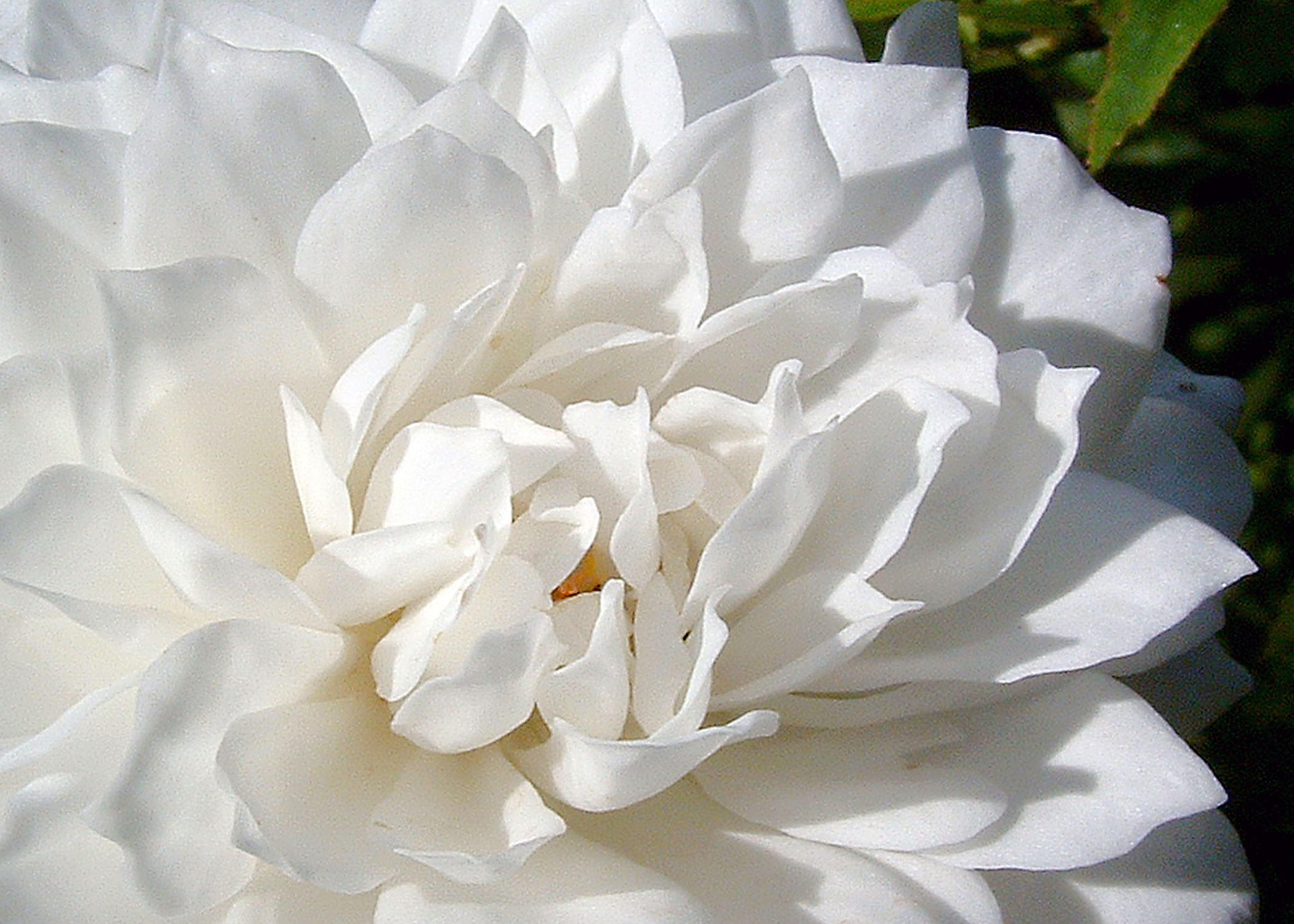 peony
