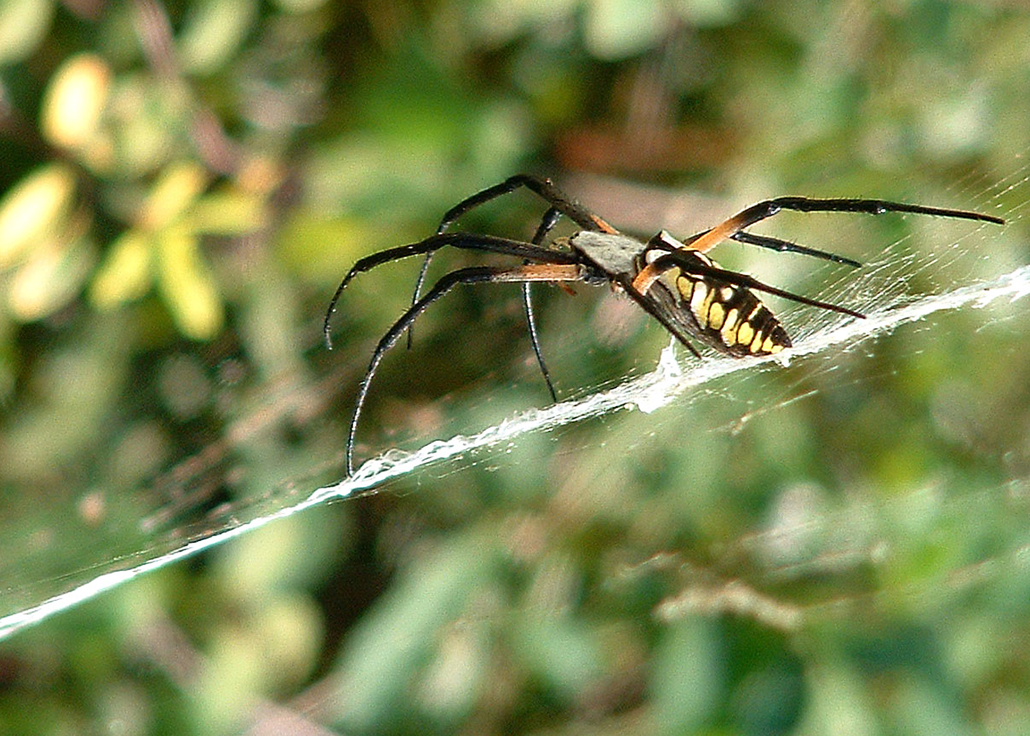 writing spider, georgia