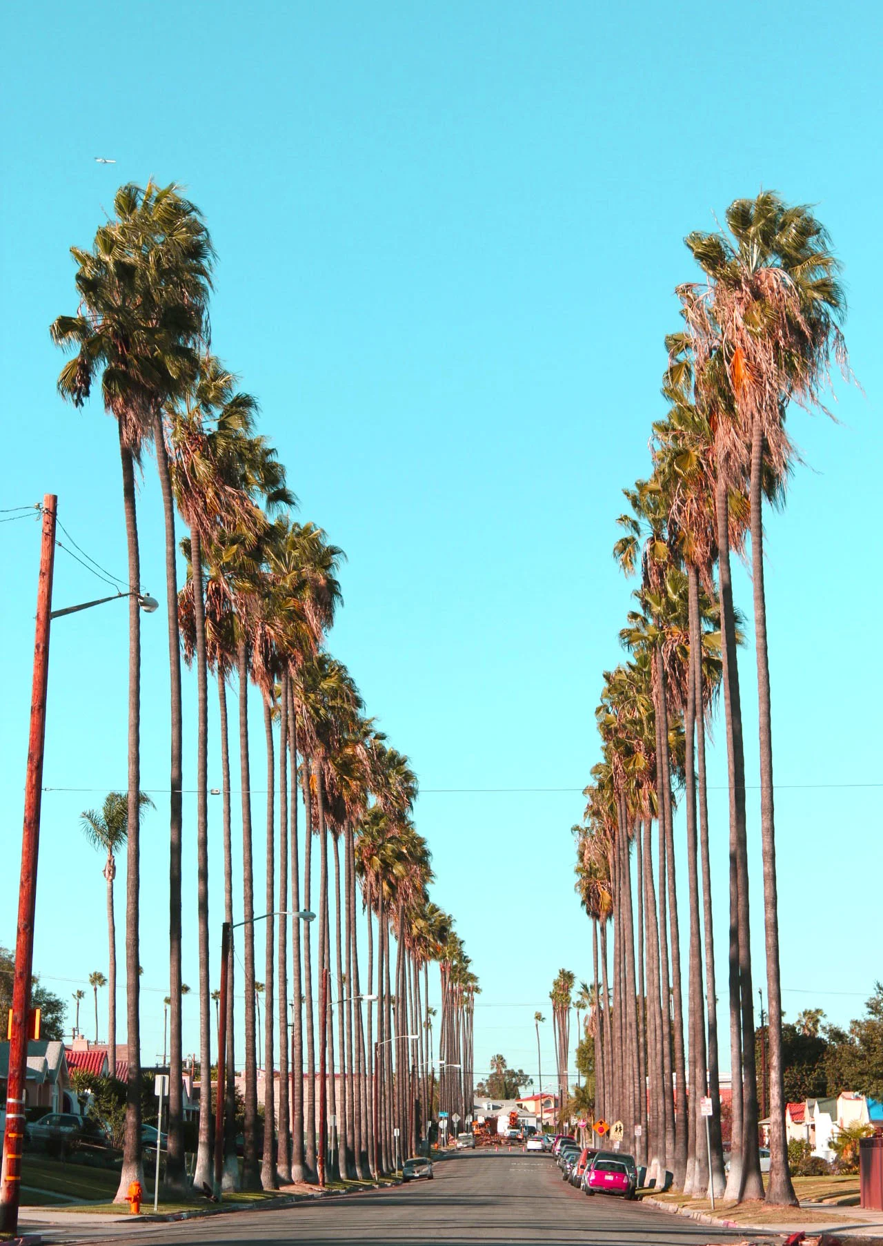 Someone driving by stopped their car to say, "Don't you just love the palm trees."