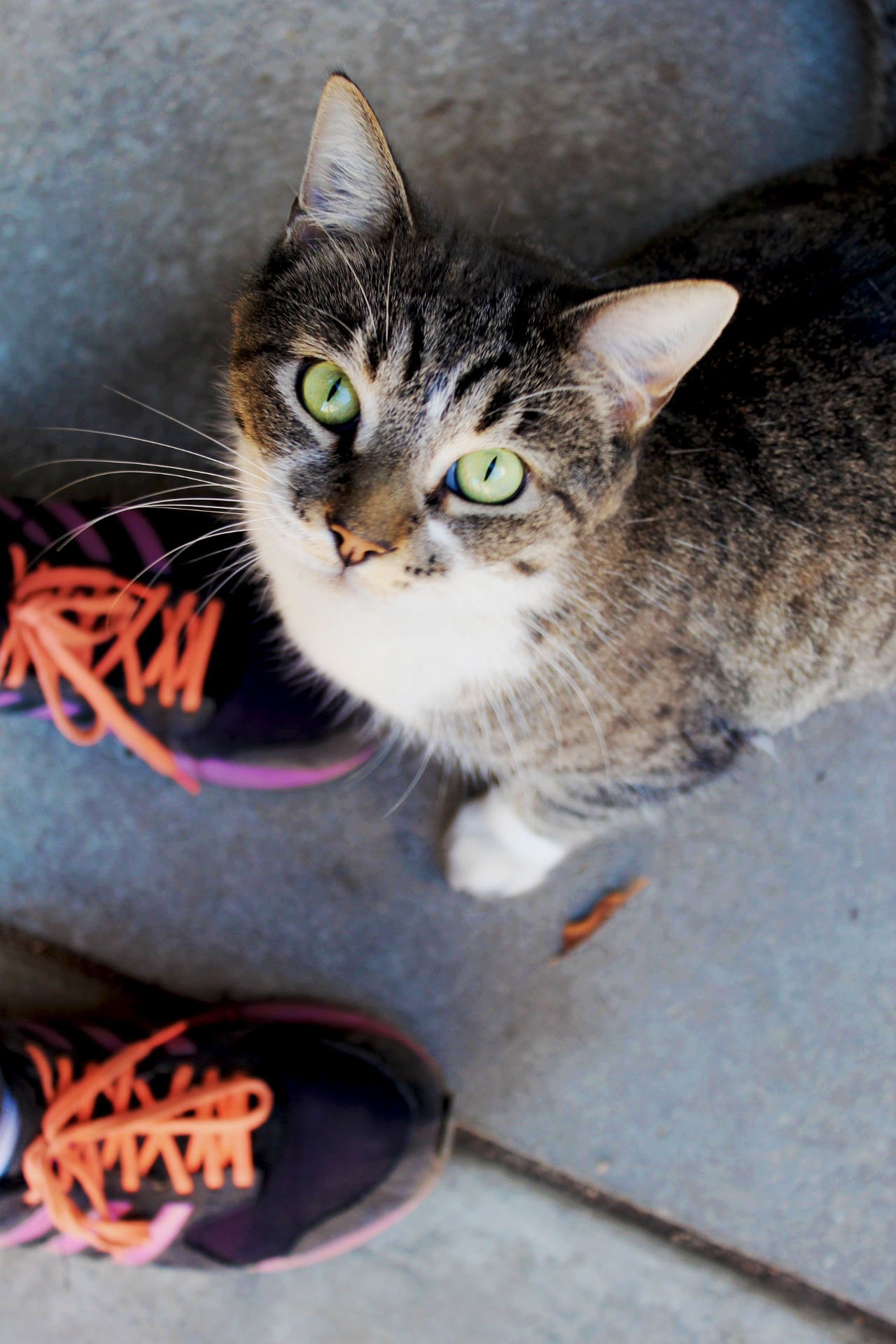 Here's me cat friend but I still miss Nimir. 