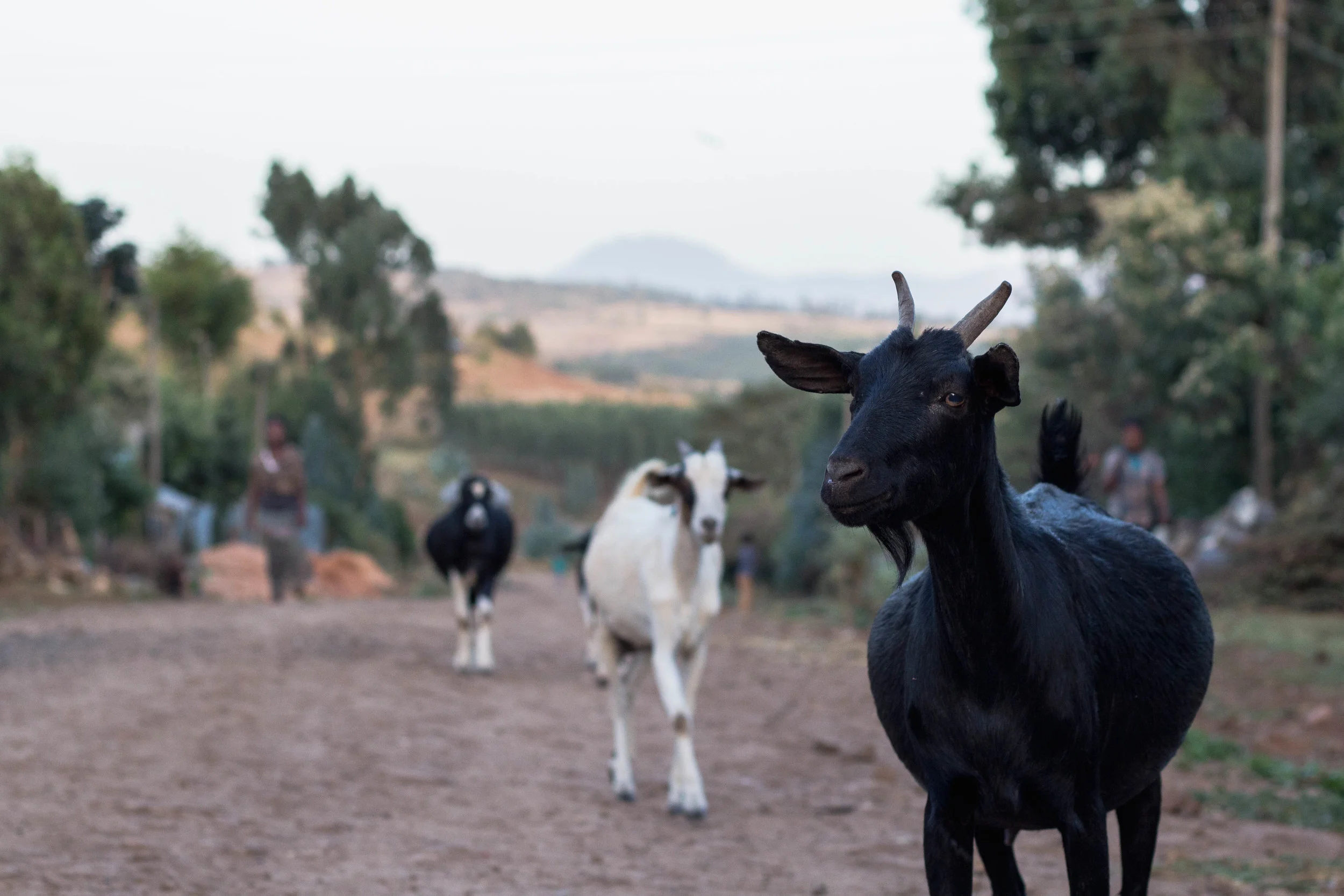 Watch out for their new album, The bahhhhh boyzz.