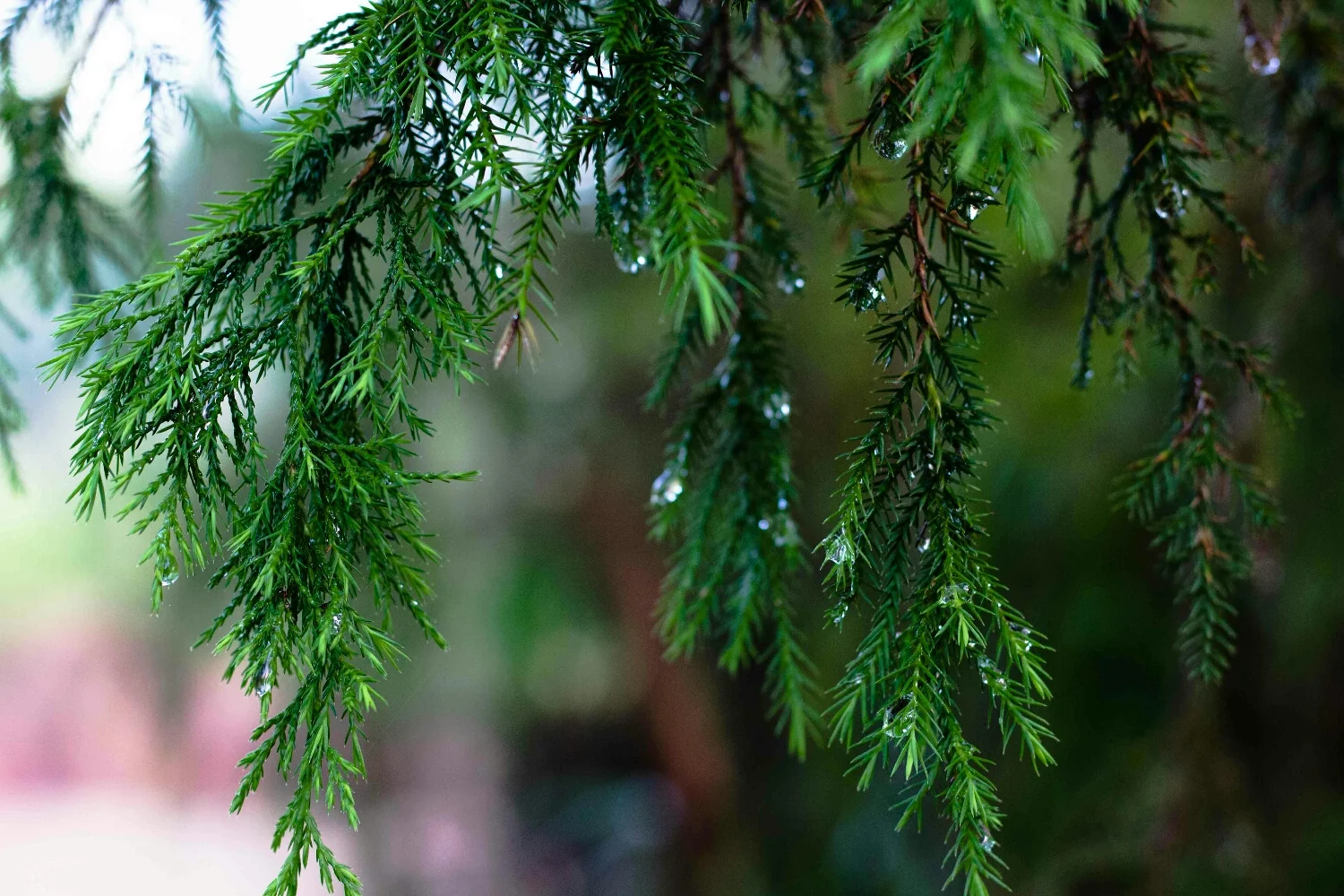 Morning rain.