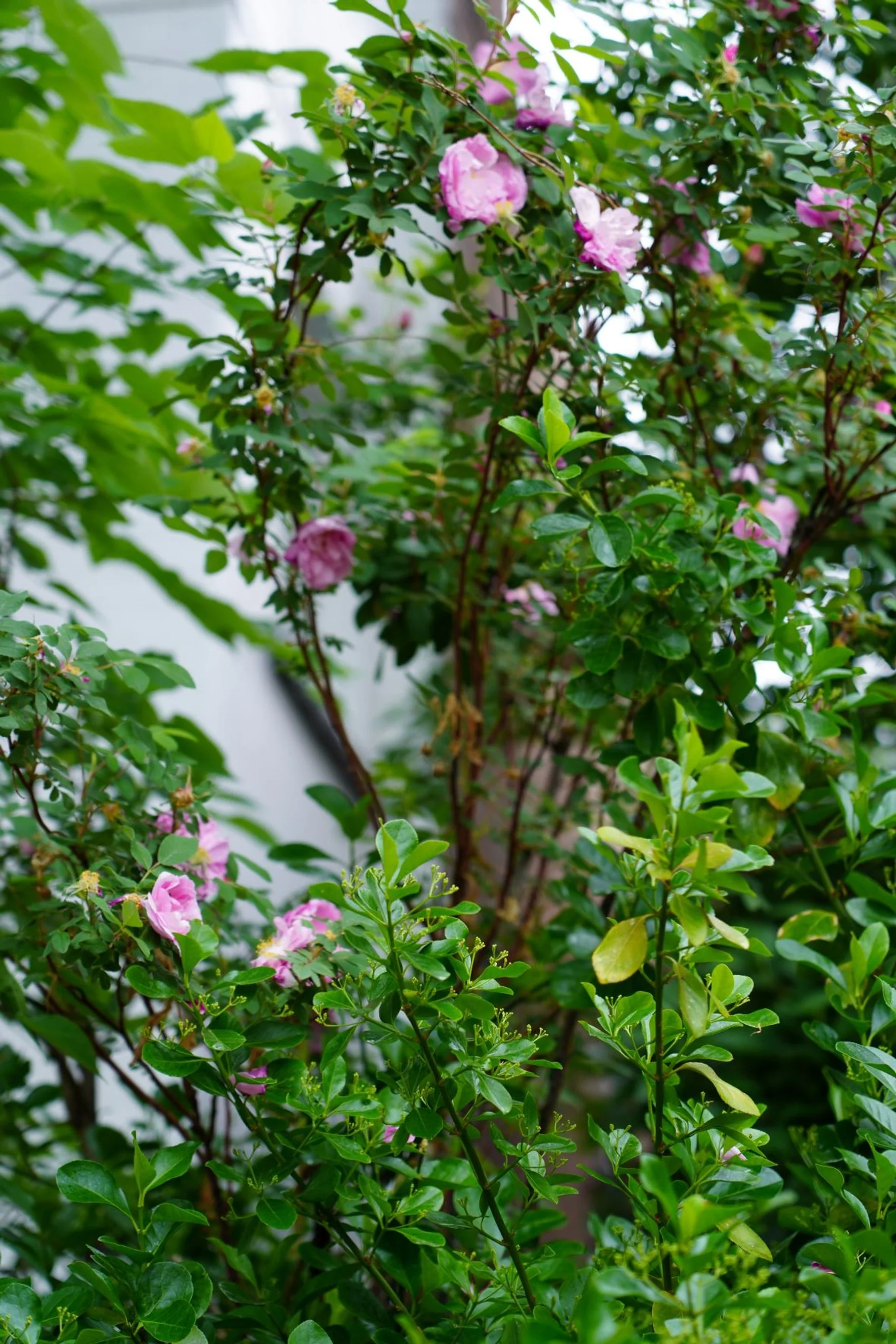 DSC00721.JPG