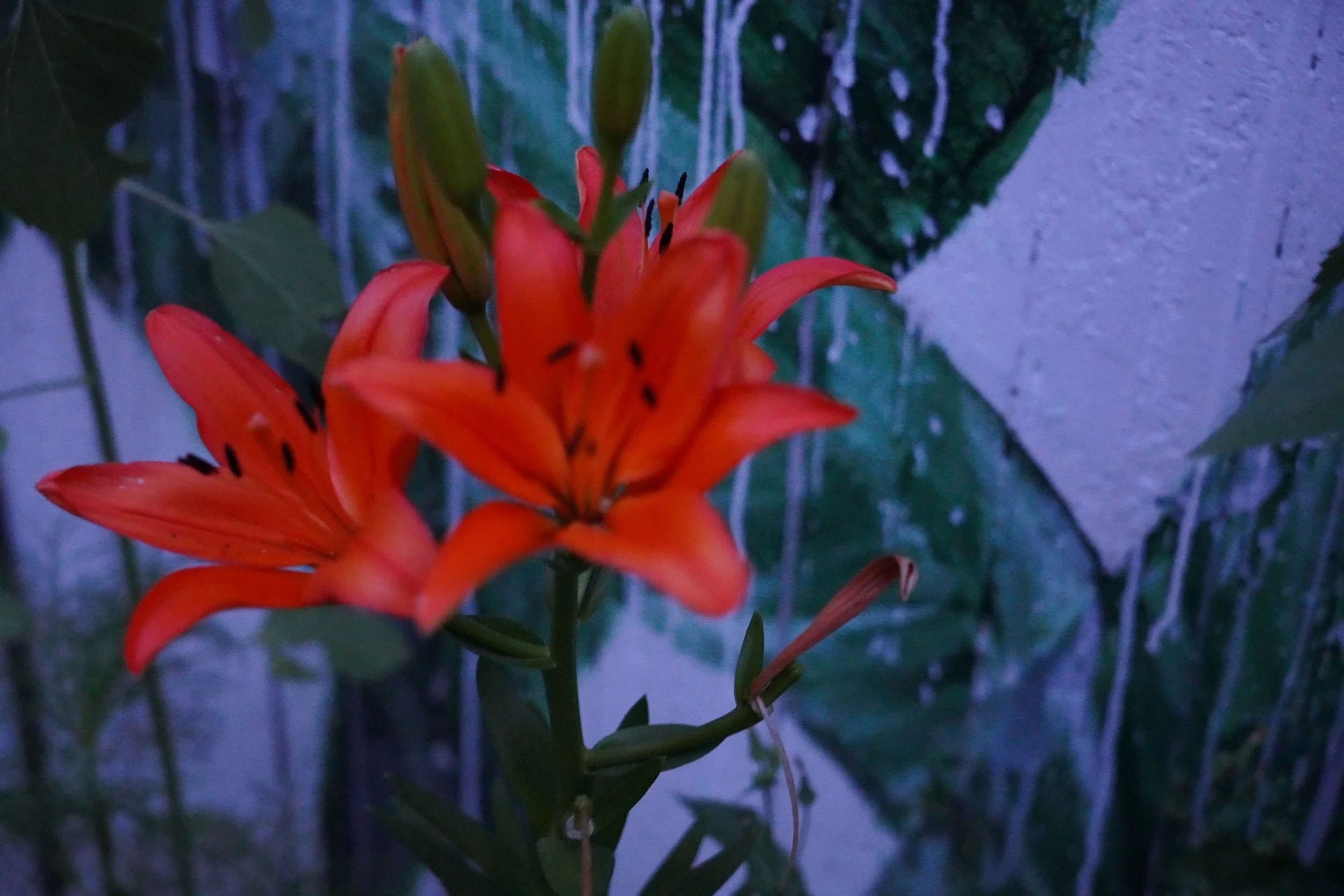 DSC01114C.JPG