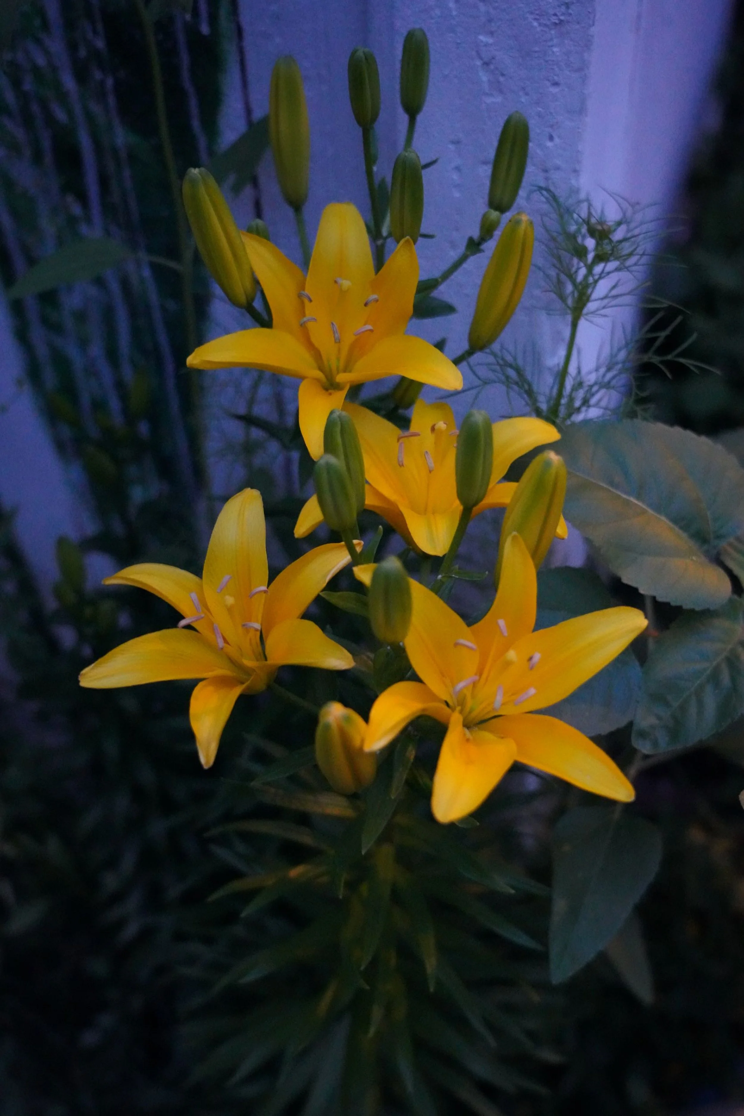 DSC01062C.JPG