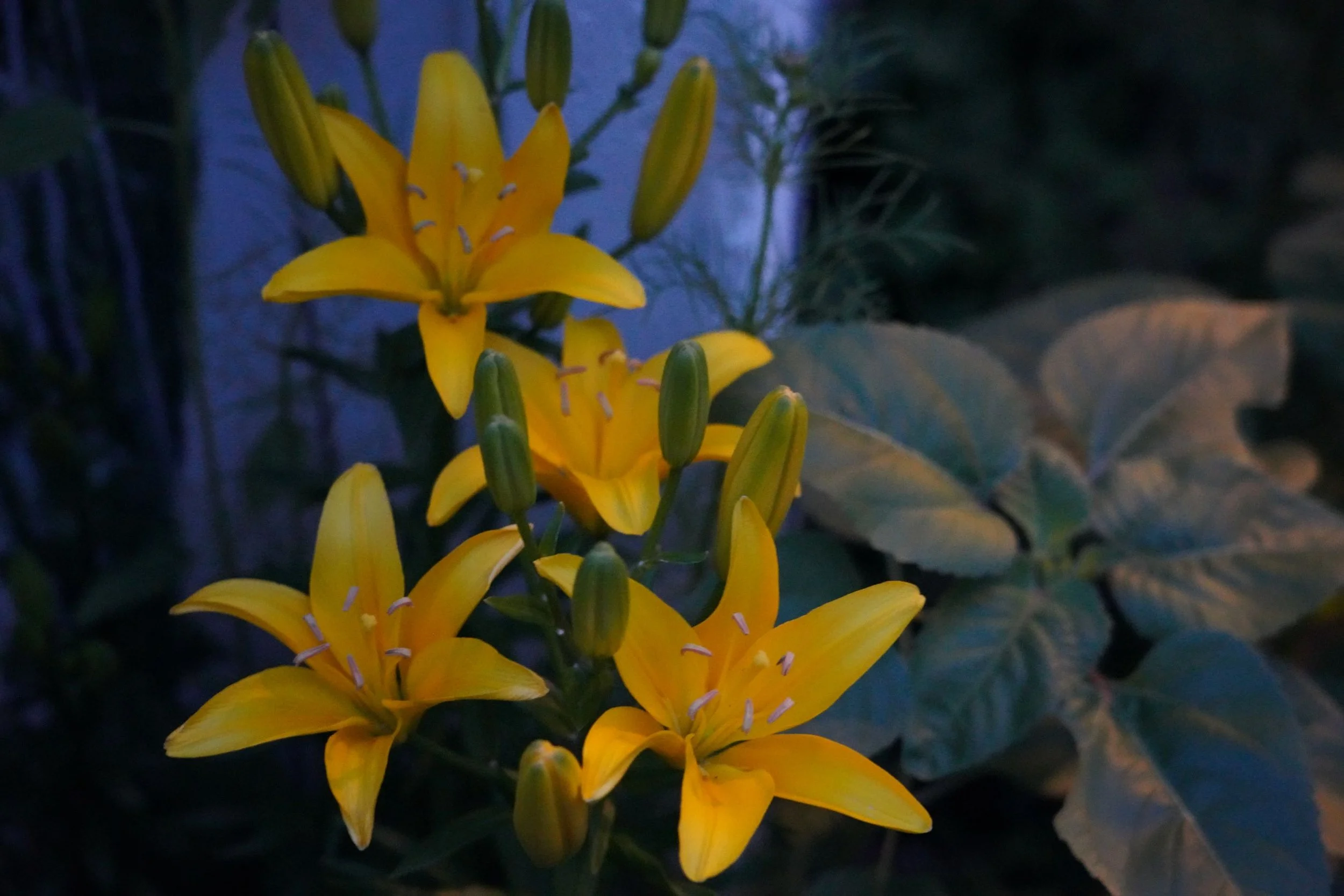 DSC01112C.JPG