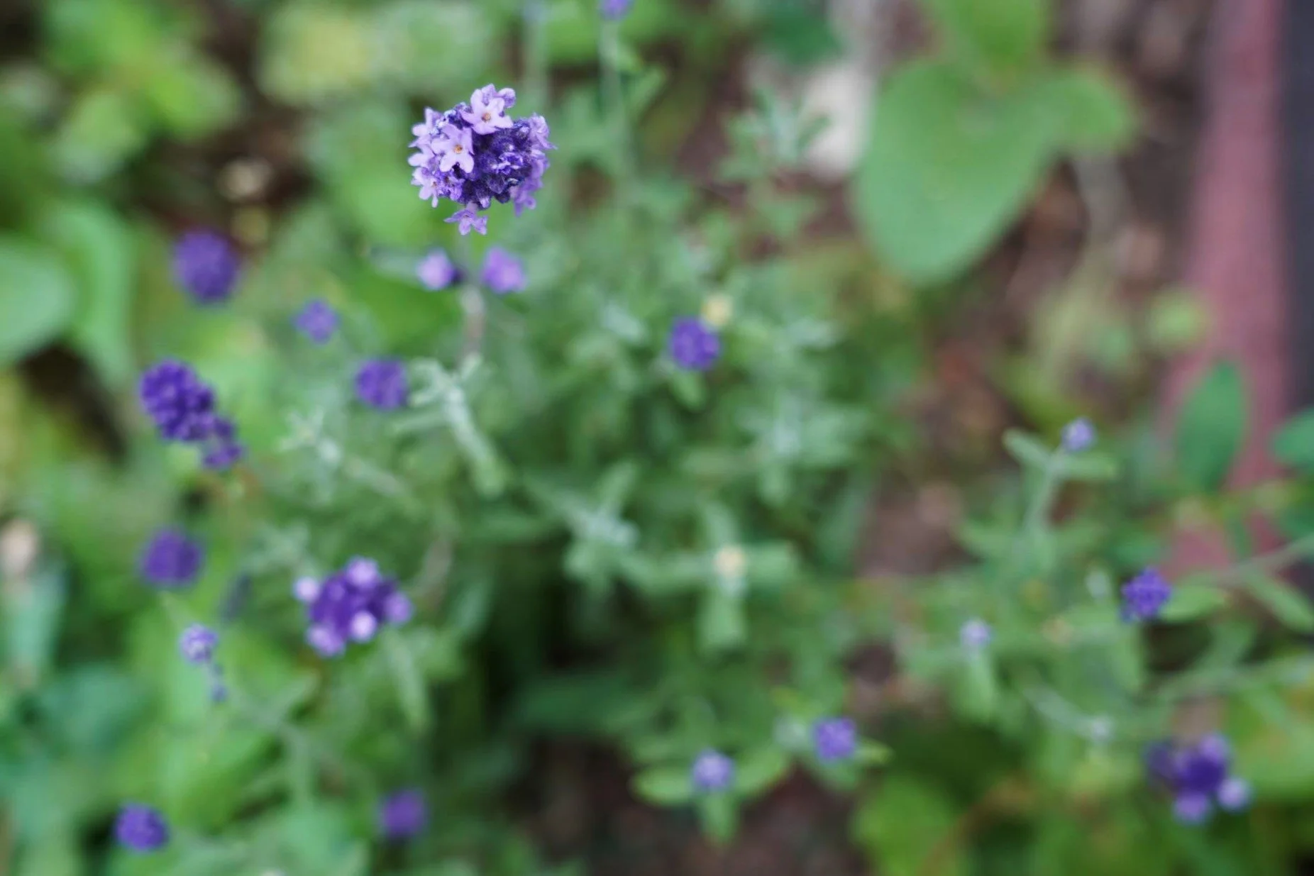 DSC01132-c.JPG