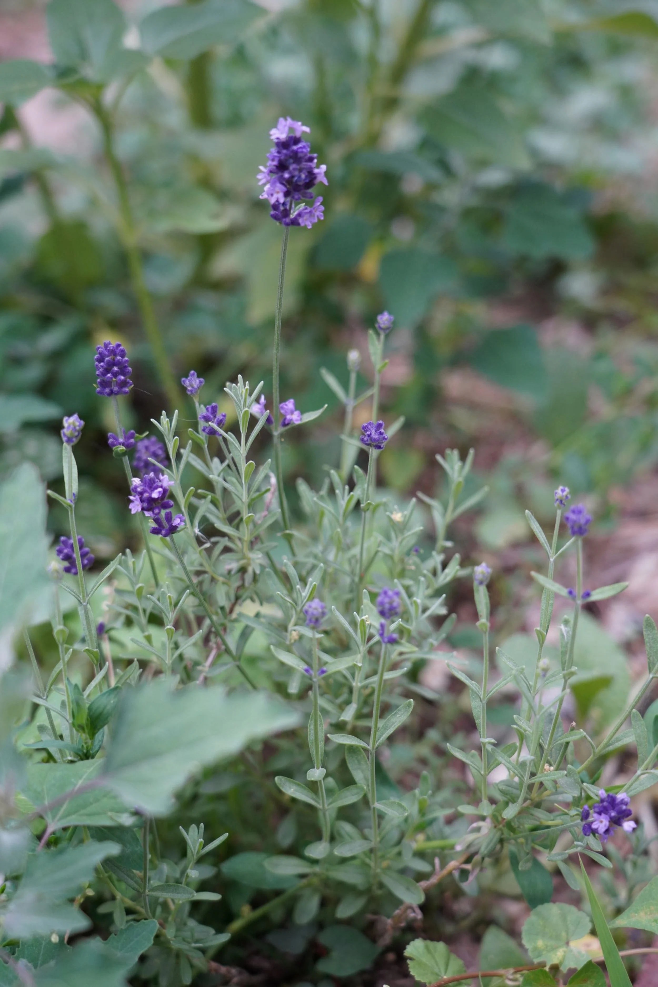DSC01130.JPG