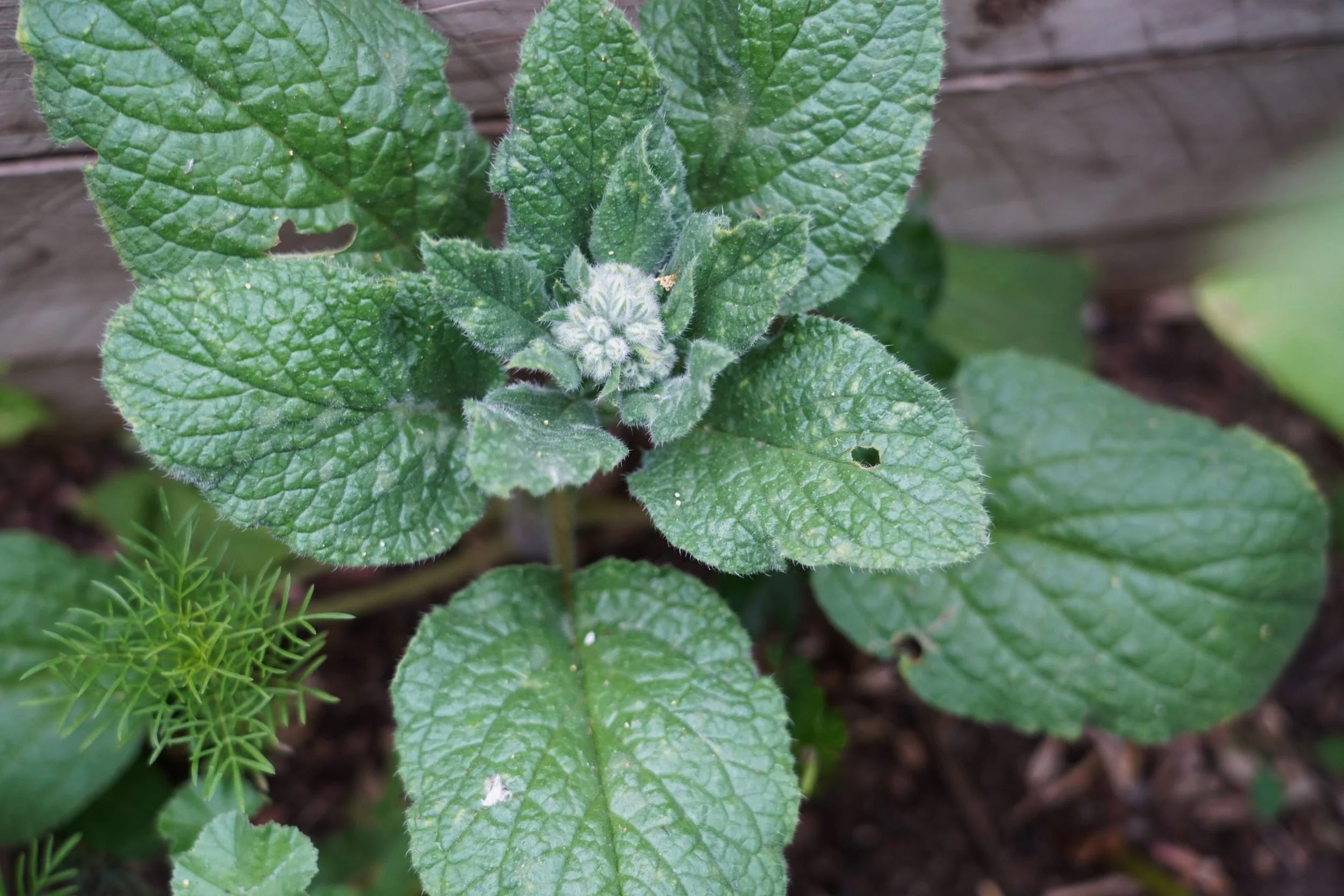 DSC01142-c.JPG
