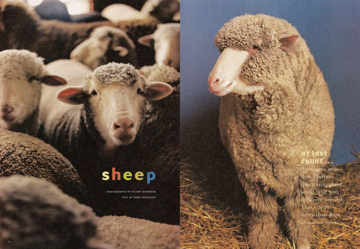 sheep1.jpg