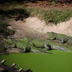 Jacksonville Zoo Wild Florida