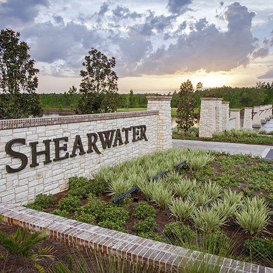 Shearwater