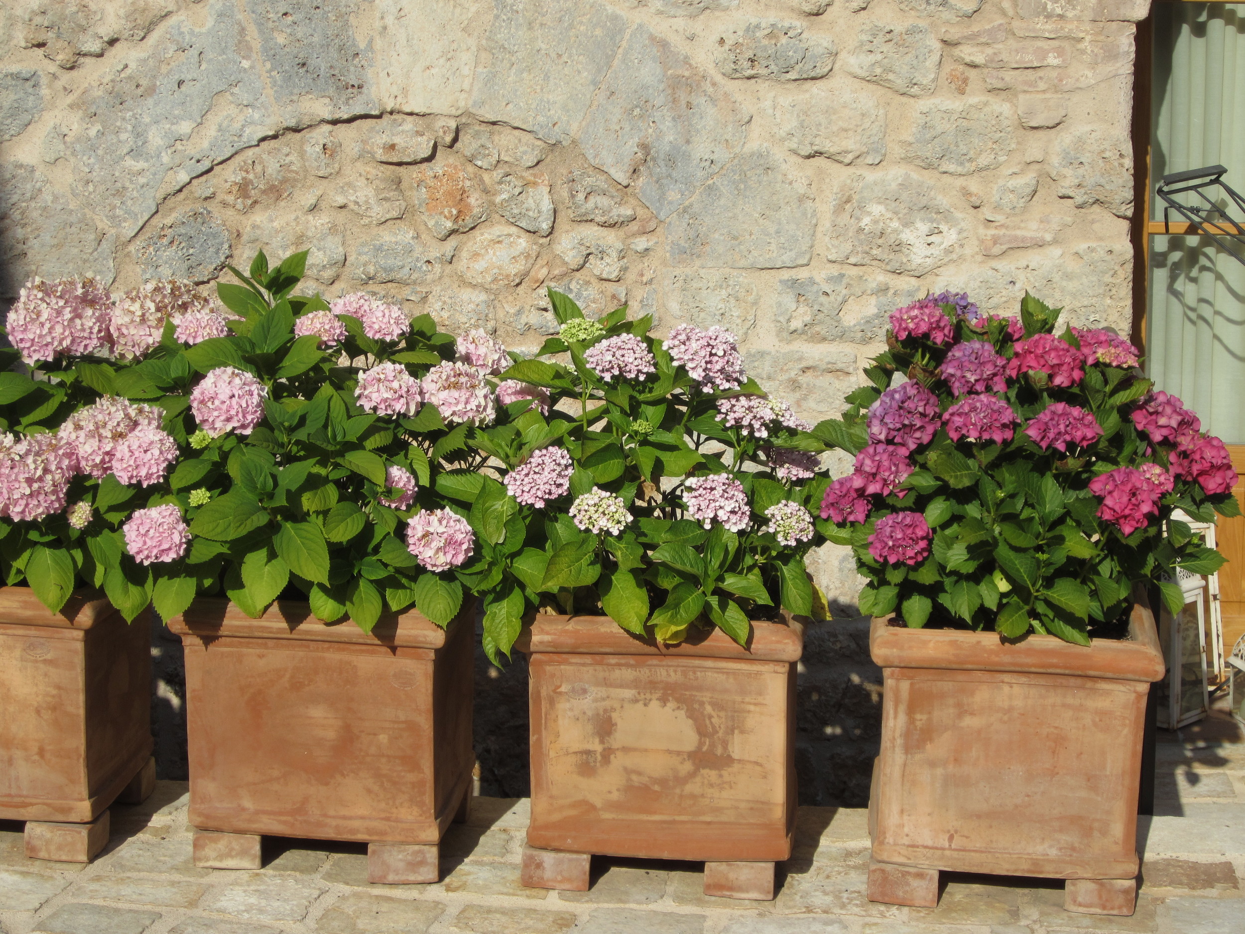 pretty potted flowers in Tuscany