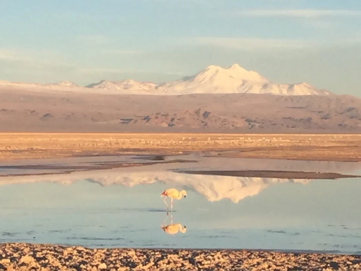 ATACAMA DESERT - Chaxa Lagoon&nbsp;