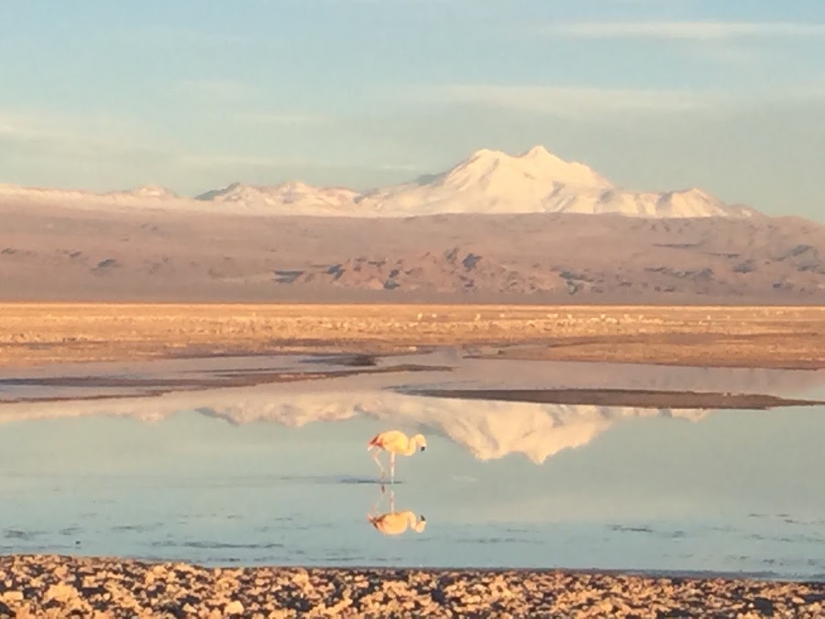 ATACAMA DESERT - Chaxa Lagoon 