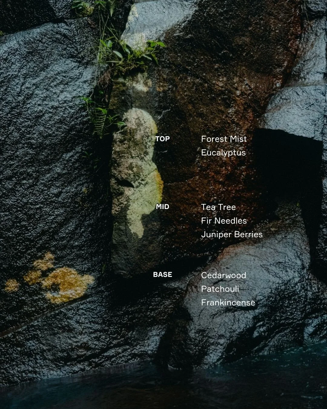 SHINRIN-YOKU (森林浴) is the Japanese practice of slowing down long enough for nature to reset your nervous system. This scent feels like stepping into a quiet forest and exhaling for the first time all day. 🌲⁠
⁠
Scent notes are simply the layers of a 
