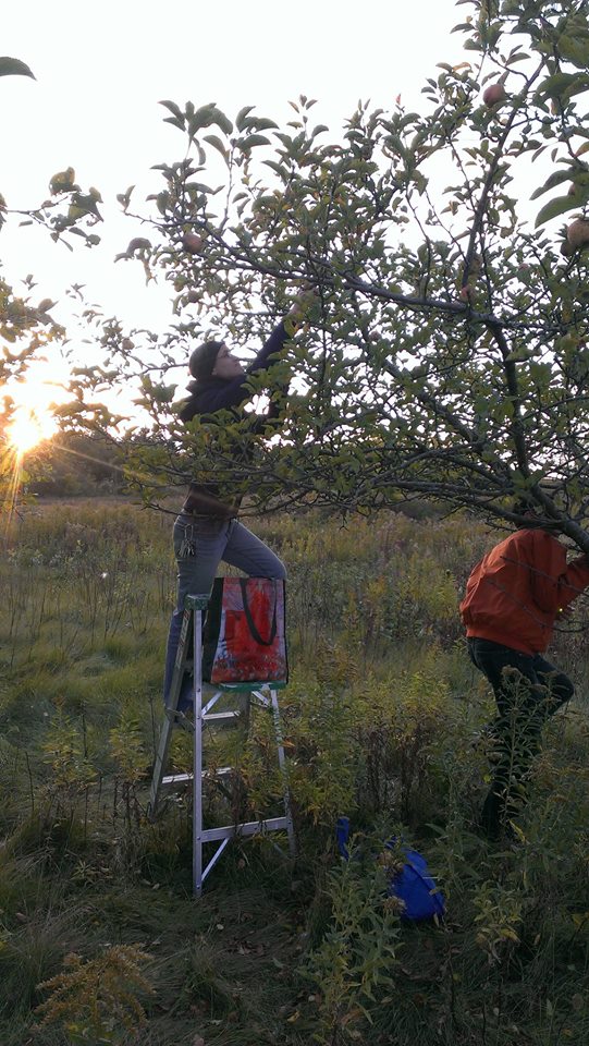 apple-picking_15672521331_o.jpg