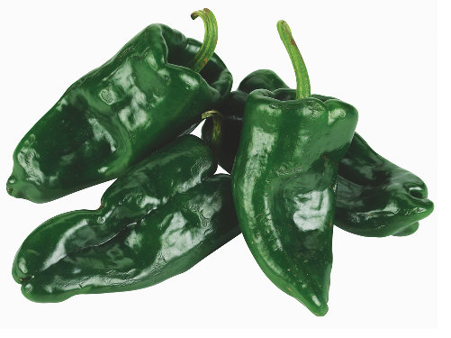  160 lbs of poblano peppers