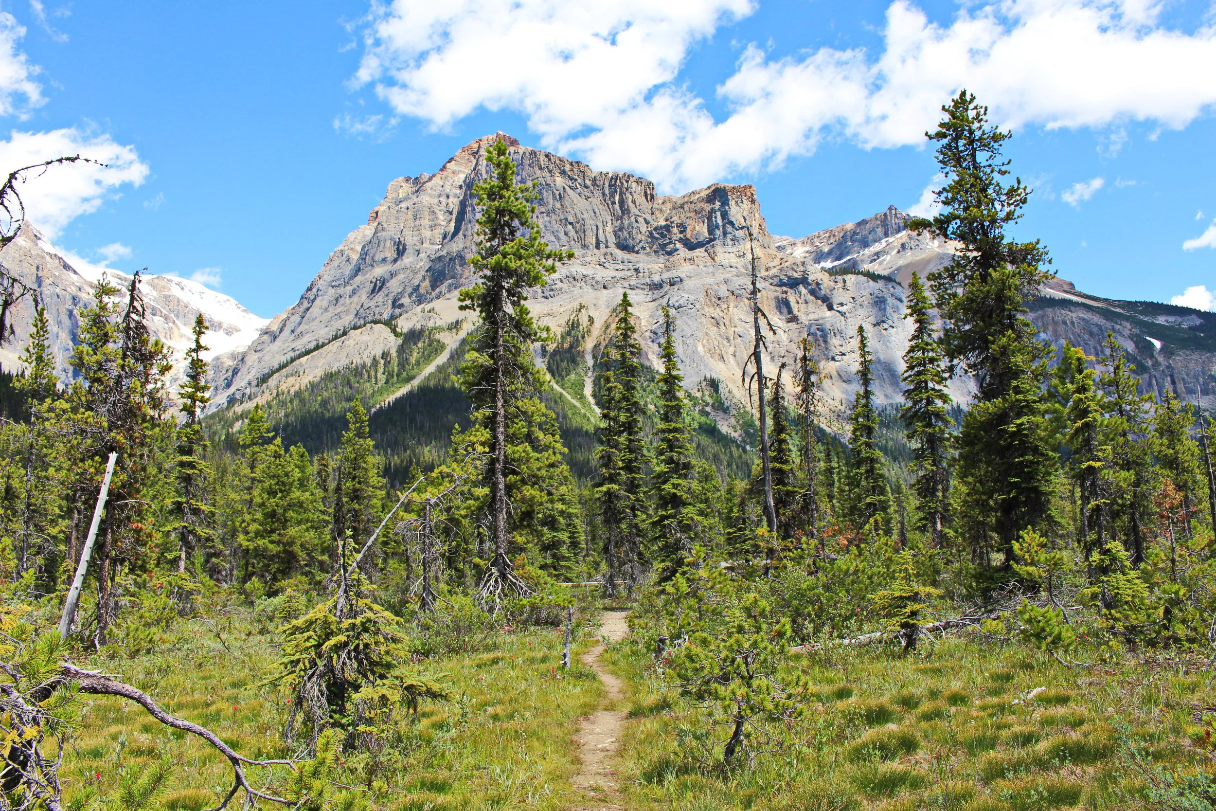 Treed Paths and Mountain tops. Love.