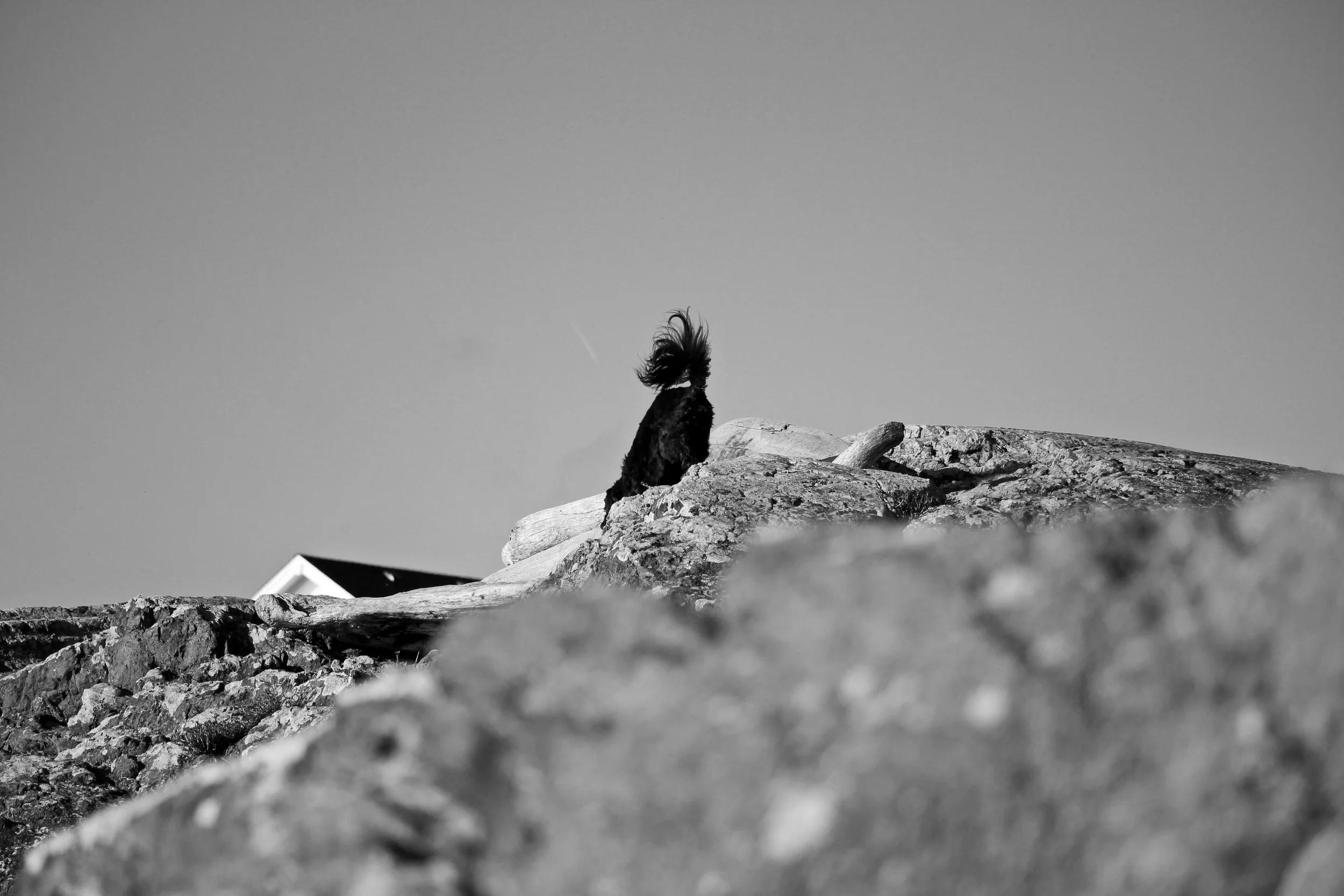 IMG_5476bw.jpg