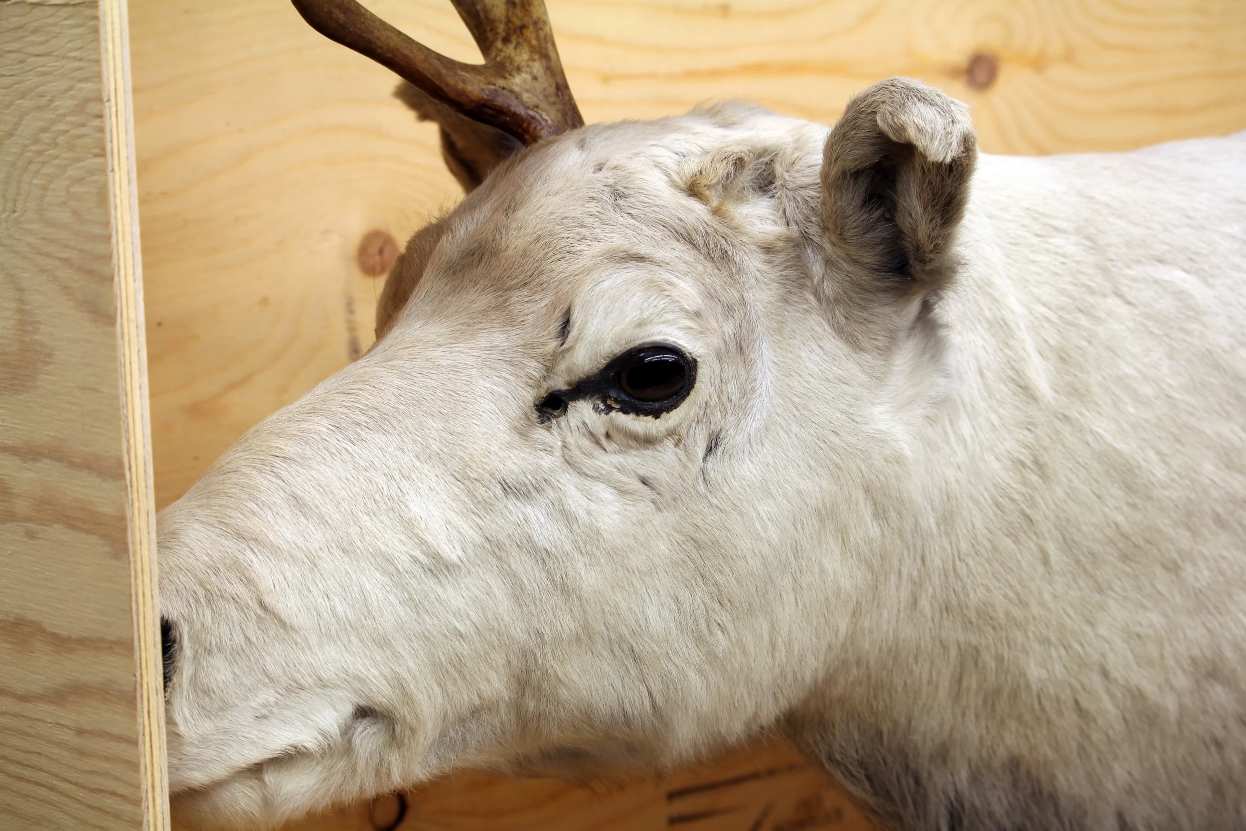 Extinct Dawson's Caribou