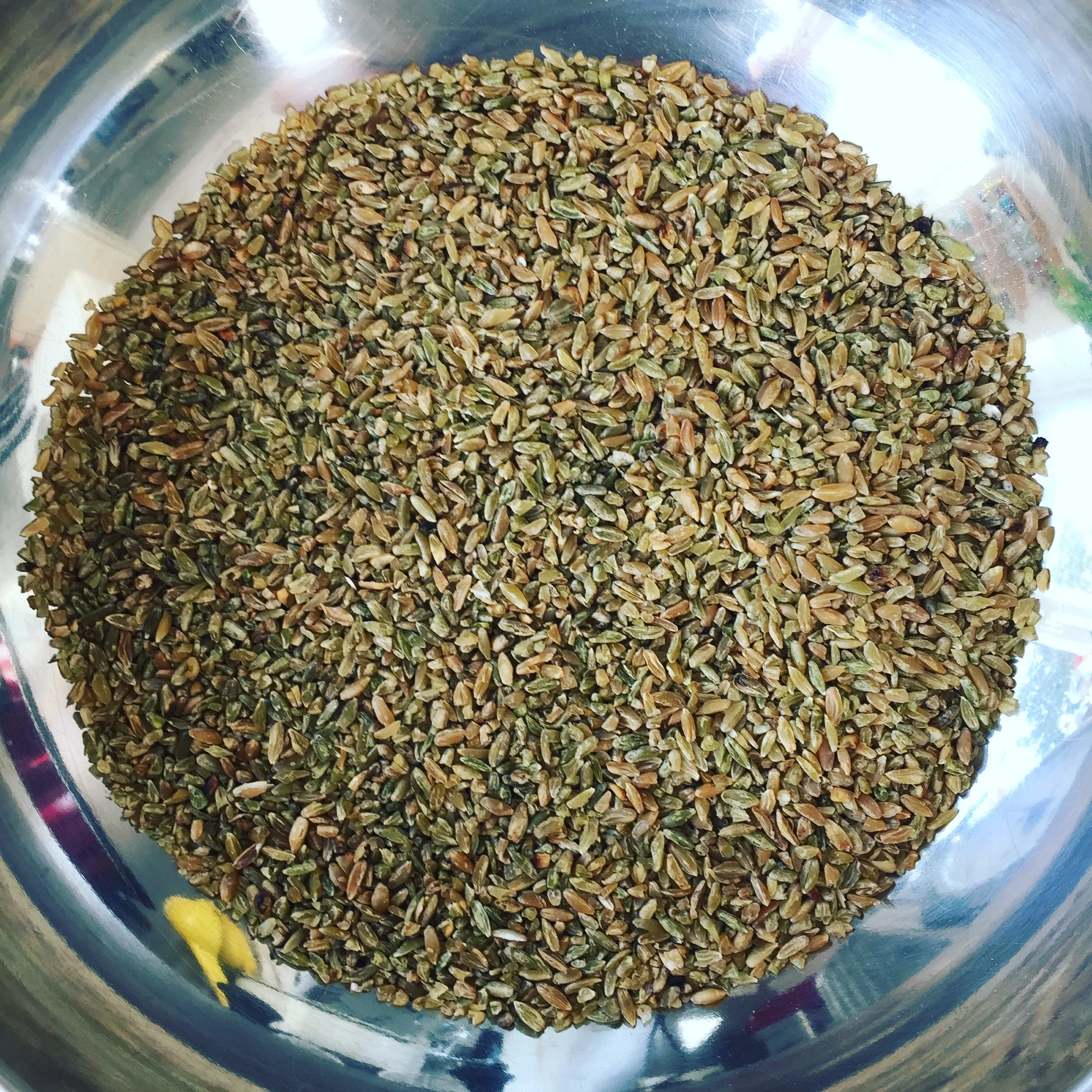 Freekeh - young, green wheat