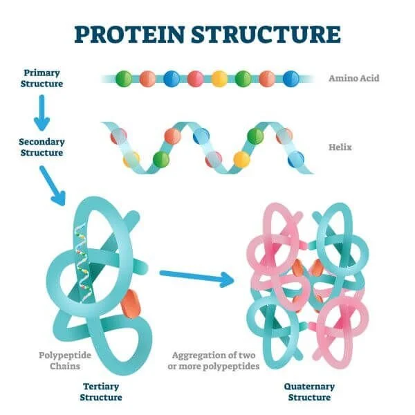 Protein Skit/Presentation
