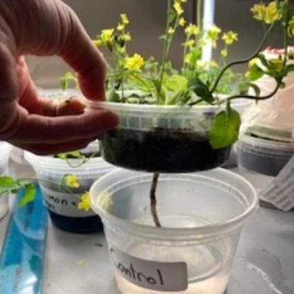 Wisconsin Fast Plants Experiments