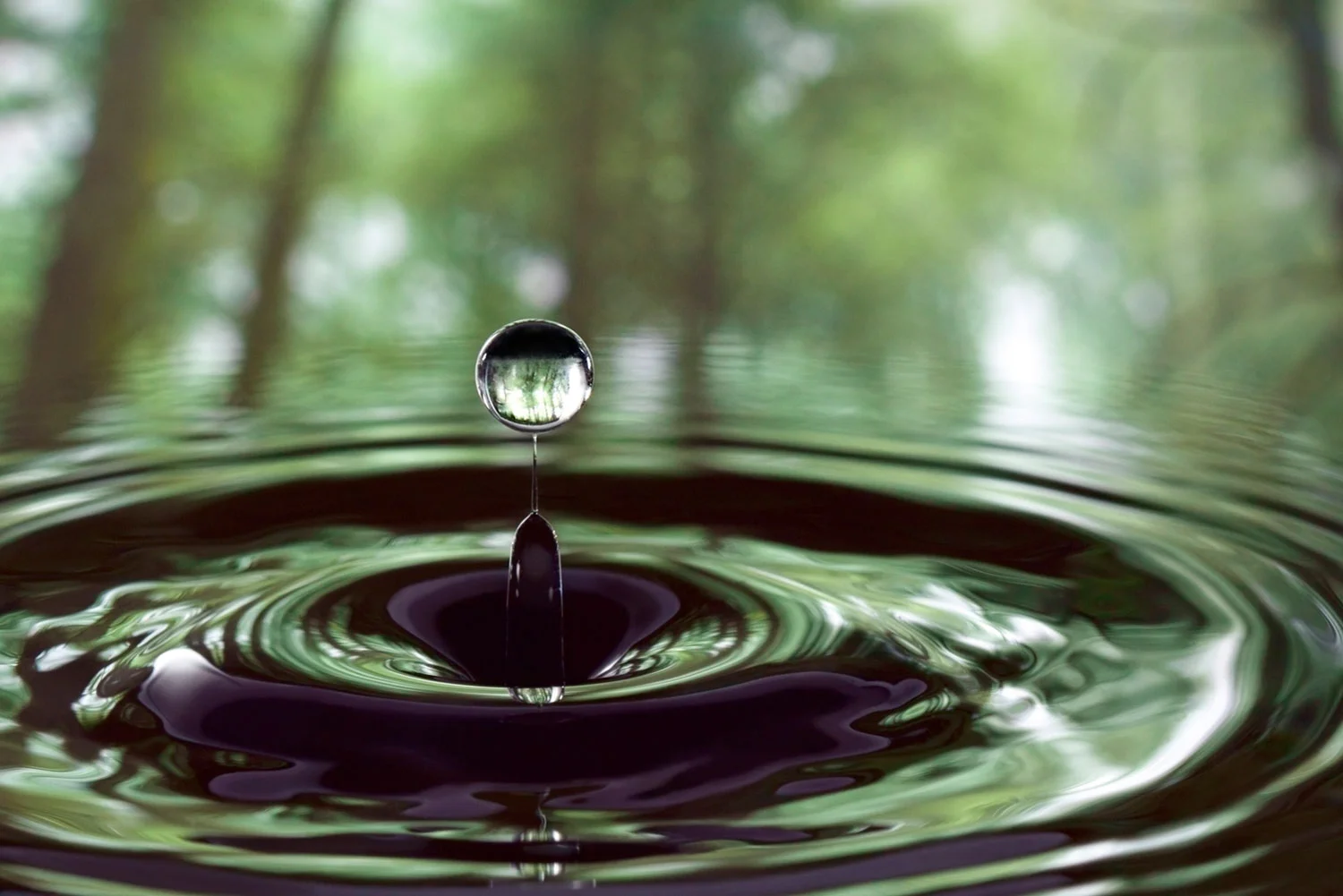 RAINDROP IN THE FOREST
