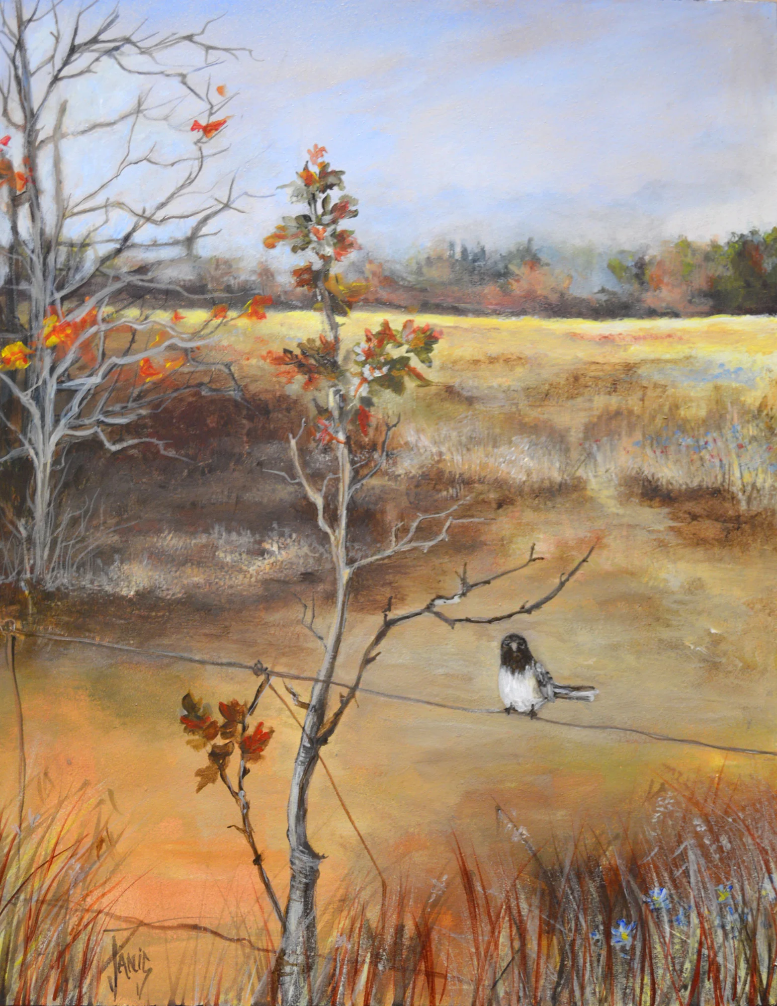 JUNCO TIME OUT - SOLD
