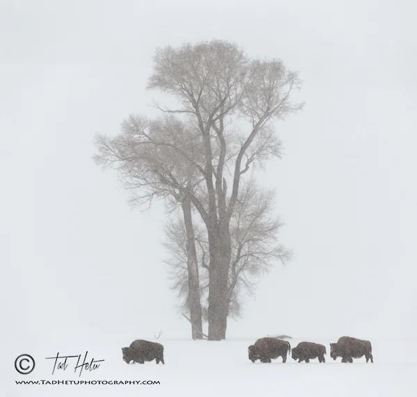 THE MIGRATION