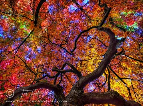 MAPLES FALL SPLENDOR