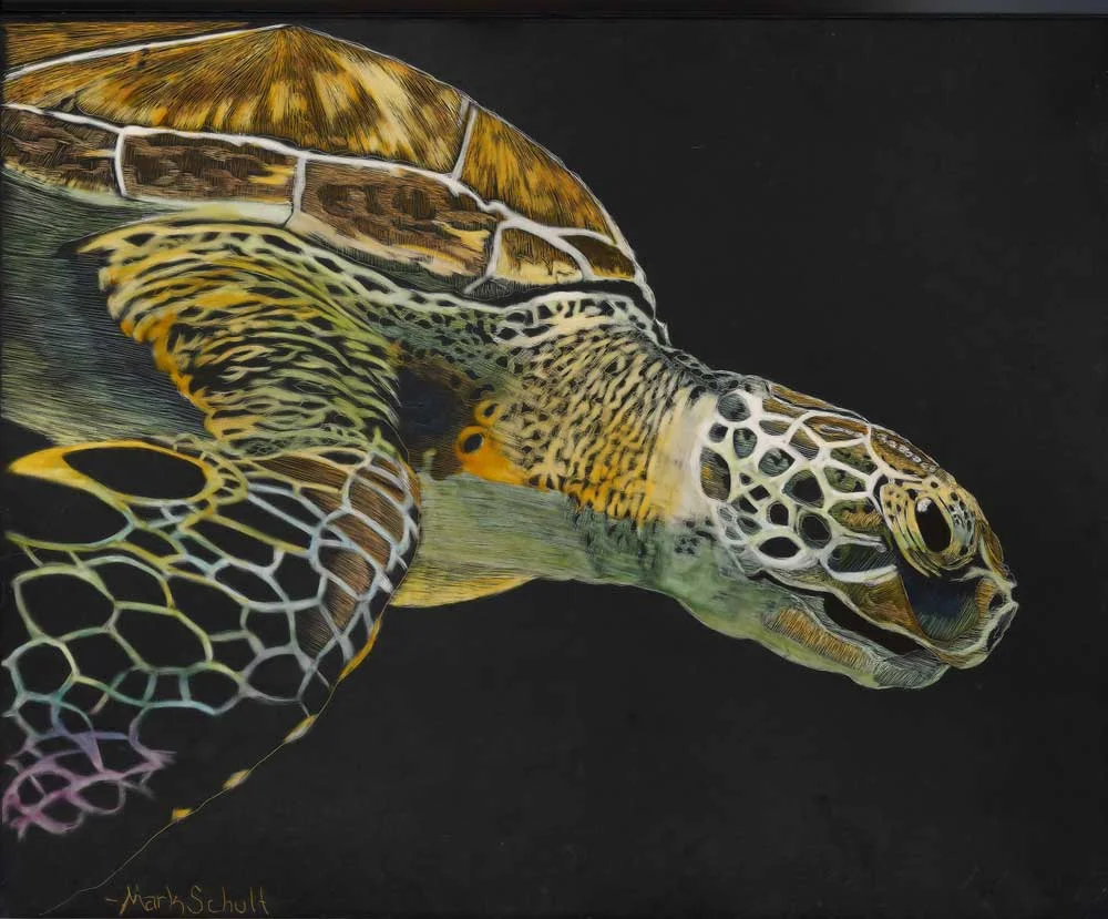 GREEN SEA TURTLE