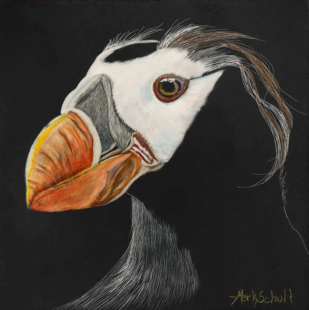 TUFTED PUFFIN (SOLD)